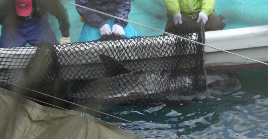 Risso's dolphin netted for captive selection