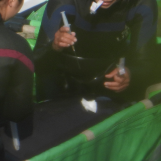Taiji trainer with needle and dolphin