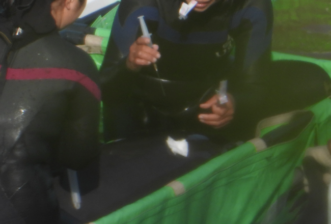 Taiji trainer with needle and dolphin