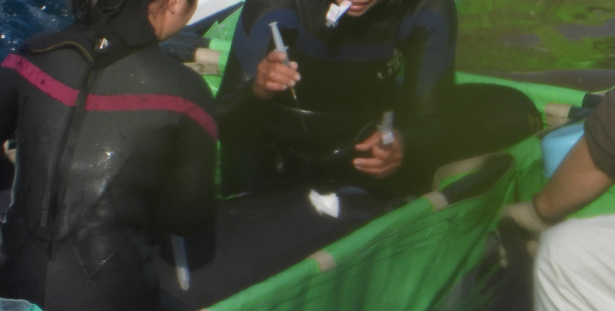 Taiji trainer with needle and dolphin