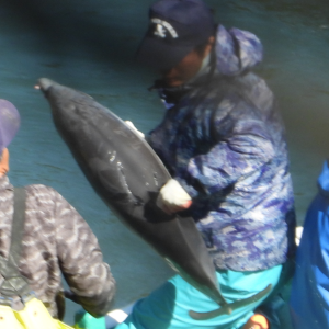 Baby dolphin grabbed by hunter