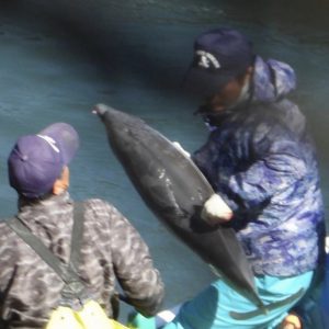 Juvenile striped dolphin thrown onto skiff for slaughter, Taiji, Japan Juvenile striped dolphin thrown onto skiff for slaughter, Taiji, Japan