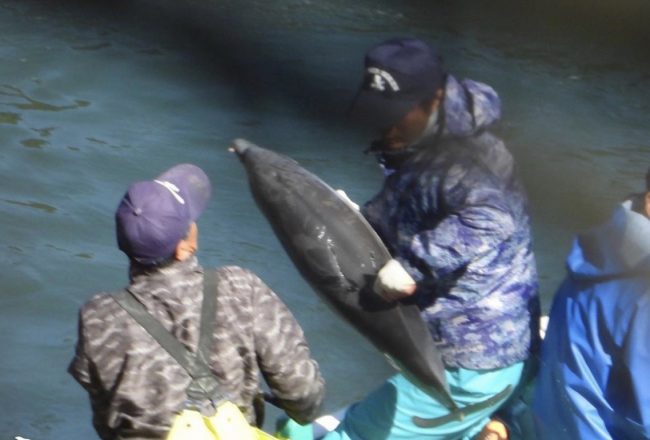 Juvenile striped dolphin thrown onto skiff for slaughter, Taiji, Japan