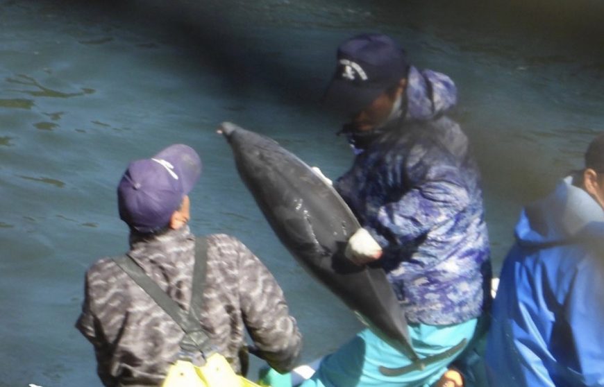 Juvenile striped dolphin thrown onto skiff for slaughter, Taiji, Japan