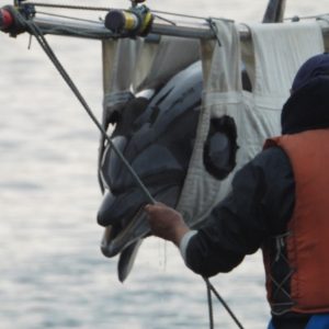 Wild-caught dolphin in sling, as it’s loaded in a truck to be transferred to an unknown destination, Taiji, Japan