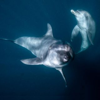Rocky and Rambo swim in the healing waters of the Bali Dolphin Sanctuary.