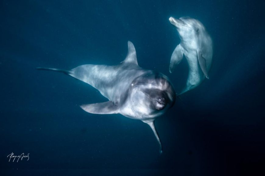 Rocky and Rambo swim in the healing waters of the Bali Dolphin Sanctuary.