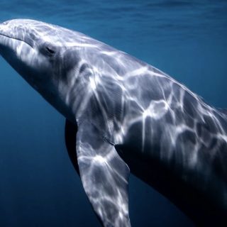 Dewa at the Bali Dolphin Sanctuary, credit: Pepe Arcos