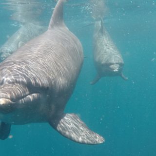 Rocky, Rambo and Johnny swim in the healing waters of the Umah Lumba Rehabilitation, Release and Retirement Center, West, Bali, Indonesia