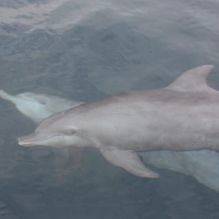 Rocky and Rambo swimming in the waters of the Bali Dolphin Sanctuary, Bali, Indonesia