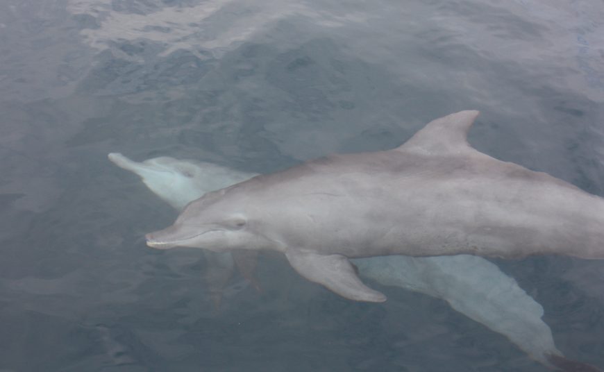 Rocky and Rambo swimming in the waters of the Bali Dolphin Sanctuary, Bali, Indonesia