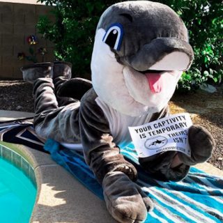 Empty the Tanks: Selfies for Cetaceans