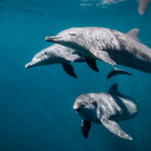 Rocky, Rambo and Johnny swim in the waters of the Bali Dolphin Sanctuary. Rocky, Rambo and Johnny swim in the waters of the Bali Dolphin Sanctuary.