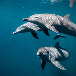 Rocky, Rambo and Johnny swim in the waters of the Bali Dolphin Sanctuary.