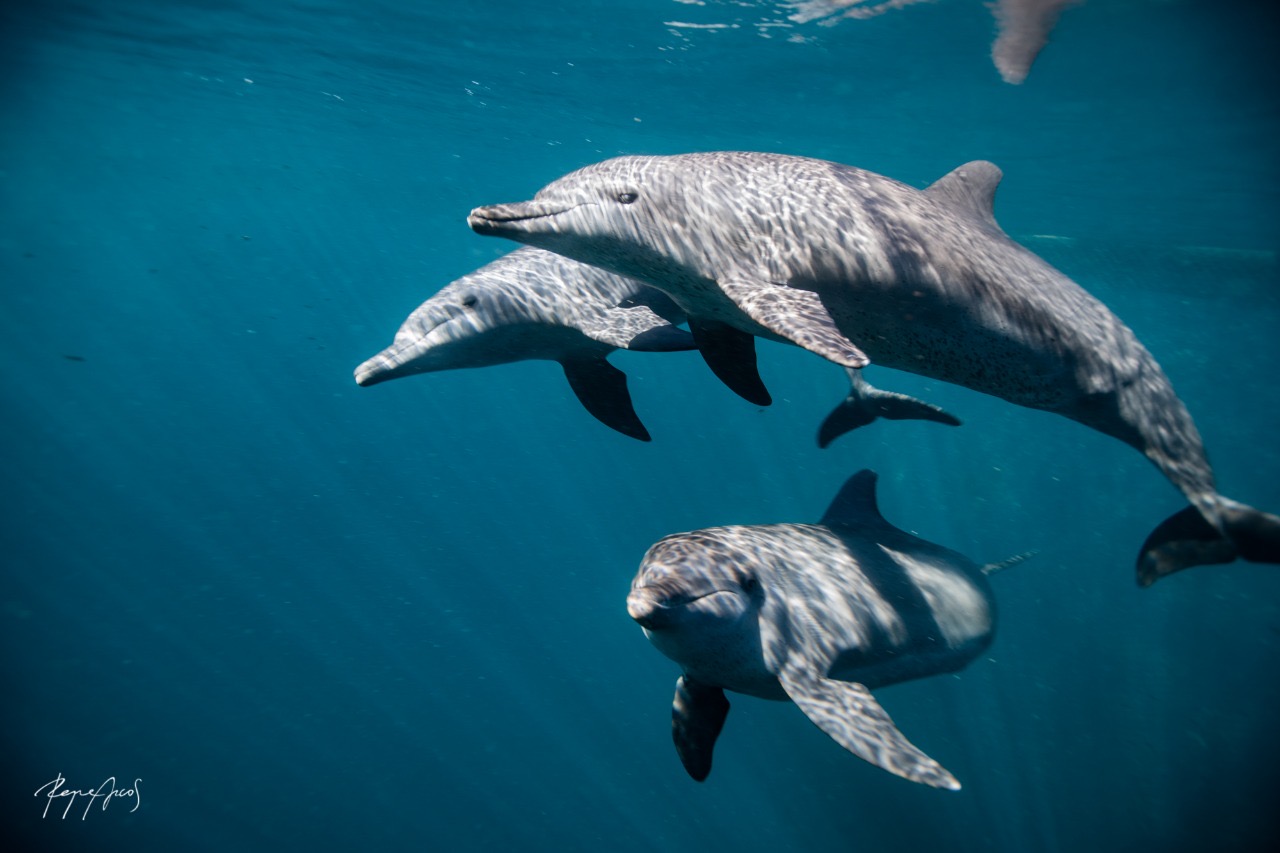 Rocky, Rambo and Johnny swim in the waters of the Bali Dolphin Sanctuary.
