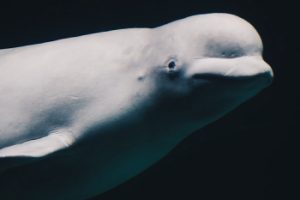 Beluga Slider 2 Beluga Slider 2
