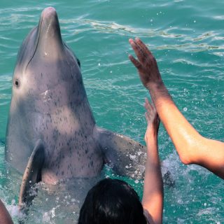 Mexico dolphins