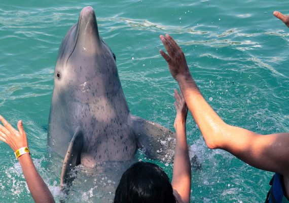 Mexico dolphins