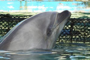 BND s4 copy captive bottlenose taiji