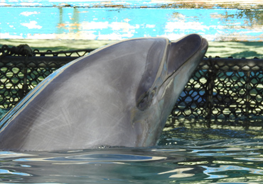 captive bottlenose taiji
