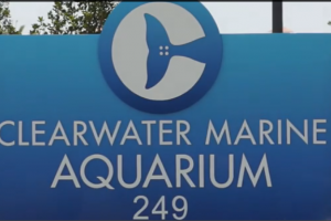 clearwater marine aquarium clearwater marine aquarium