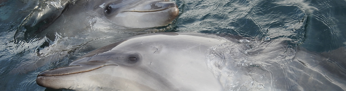 dolphin captivity faq