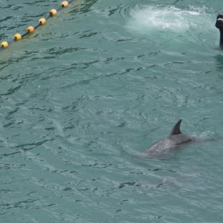 Slaughter of Risso’s dolphins, Taiji, Japan