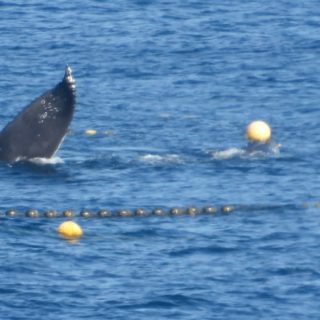 Humpback whale trapped in fishing nets, Taiji, Japan