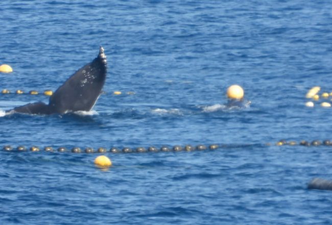 Humpback whale trapped in fishing nets, Taiji, Japan
