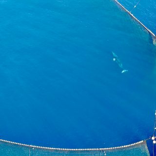 Minke Whale caught in fishing net, Taiji, Japan