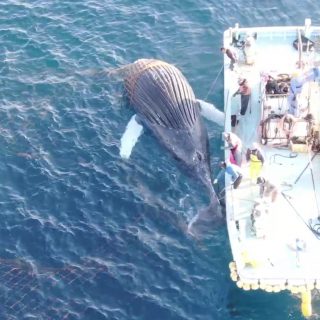 Humpback Whale dies after ramming Taiji’s set nets, Taiji, Japan