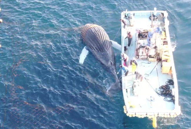 Humpback Whale dies after ramming Taiji’s set nets, Taiji, Japan