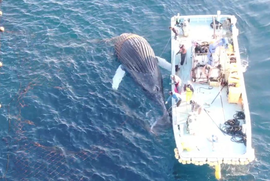 Humpback Whale dies after ramming Taiji’s set nets, Taiji, Japan