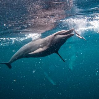 Johnny chasing fish at Umah Lumba Dolphin Center, Bali, Indonesia