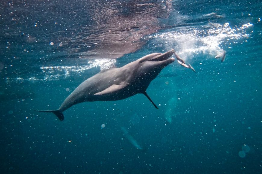 Johnny chasing fish at Umah Lumba Dolphin Center, Bali, Indonesia