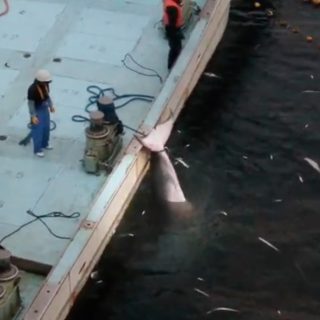 Minke whale slaughter, Taiji, Japan