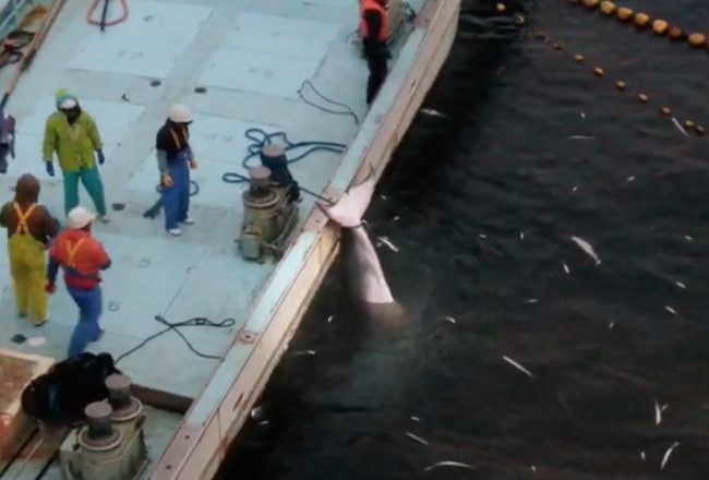 Minke whale slaughter, Taiji, Japan