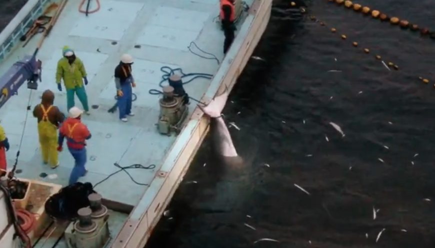 Minke whale slaughter, Taiji, Japan