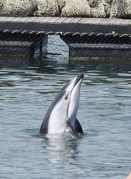 Pacific white sided dolphin Taiji