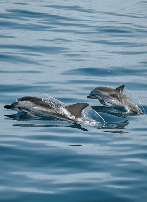 striped dolphin