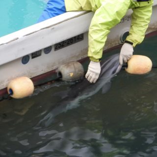 Juvenile dolphin dies after accidental drowning in nets, Taiji, Japan