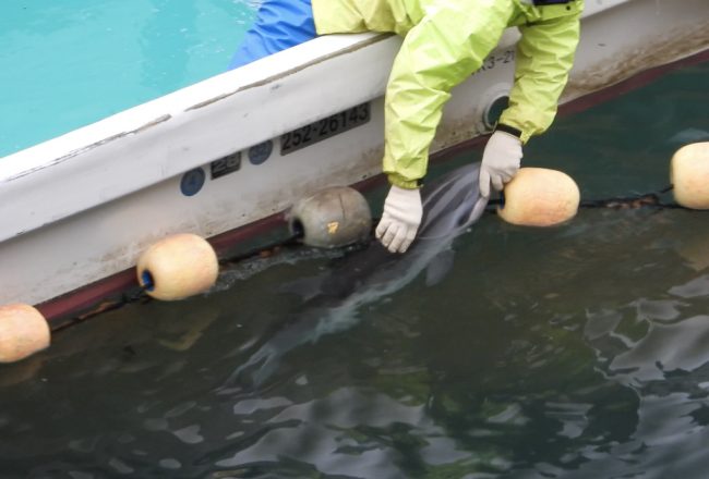 Juvenile dolphin dies after accidental drowning in nets, Taiji, Japan
