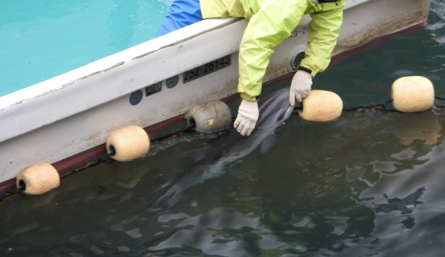 Juvenile dolphin dies after accidental drowning in nets, Taiji, Japan