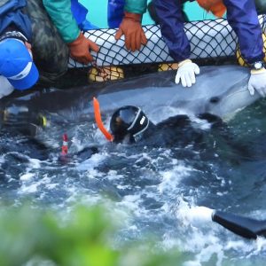 Brutal captive selection of bottlenose dolphins, Taiji, Japan Brutal captive selection of bottlenose dolphins, Taiji, Japan