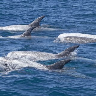 Risso’s dolphins, wild and free