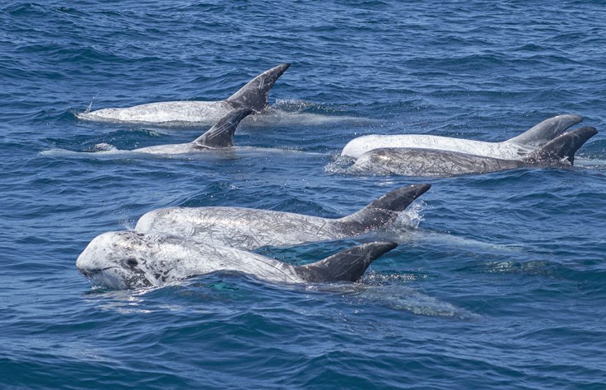 Risso’s dolphins, wild and free