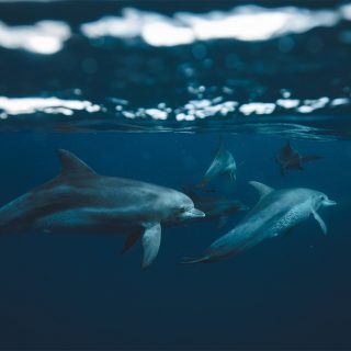 Bottlenose dolphins underwater