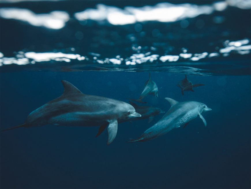 Bottlenose dolphins underwater