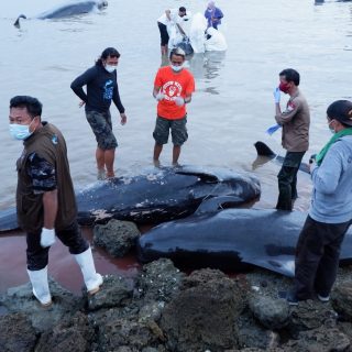 Pilot whale stranding, Indonesia