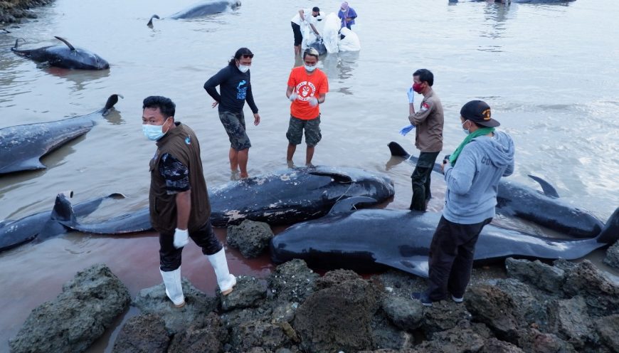 Pilot whale stranding, Indonesia